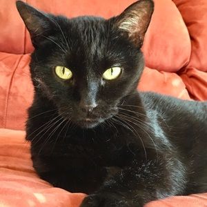 Meet your Posher, Callie